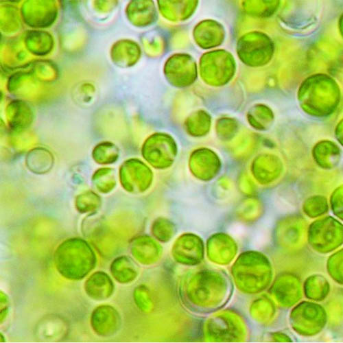 Chlorella