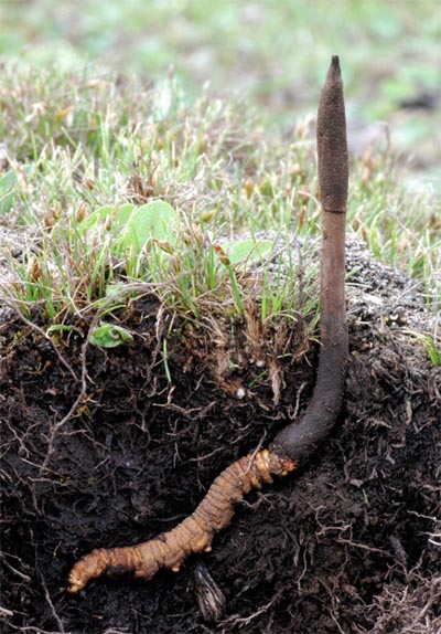 Cordyceps