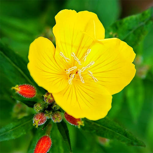 Evening Primrose Flower