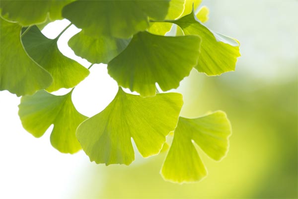 Ginkgo Leaves