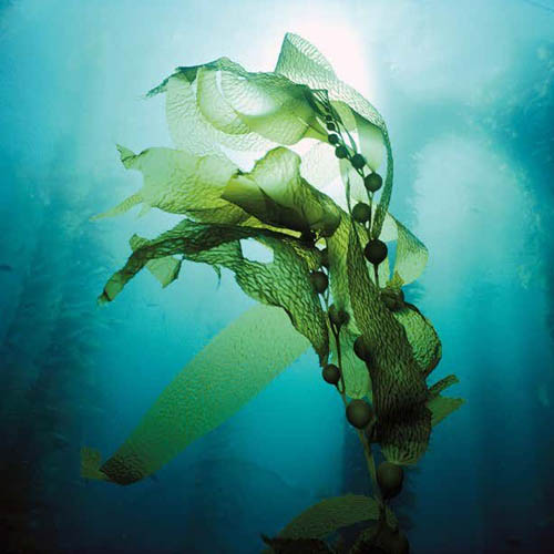 Seaweed