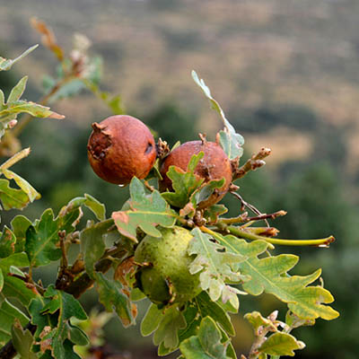 Manjakani Oak