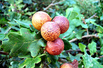 Manjakani Oak