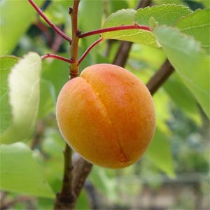 Apricot