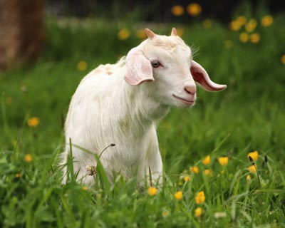 White Goat