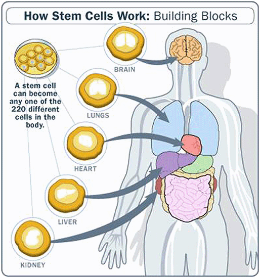 How Stem Cells Work